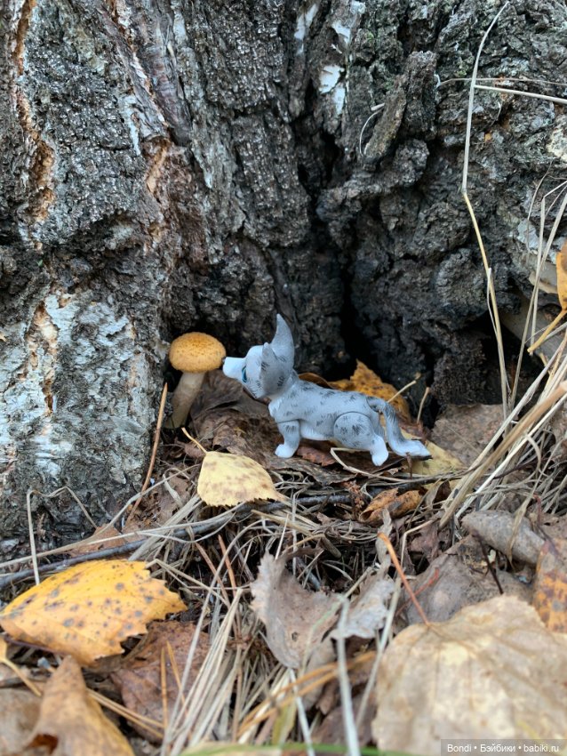 Гуляем с Омлетиком в осеннем лесу (фото 4)
