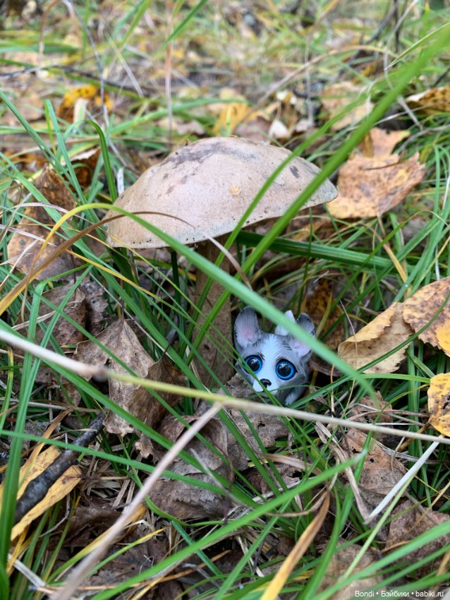 Гуляем с Омлетиком в осеннем лесу (фото 5)