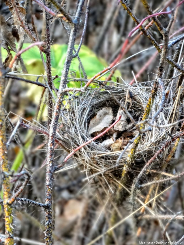 Осенняя Дженни — Куклы Takara Tomy (Такара): Licca (Ликка) (фото 8)