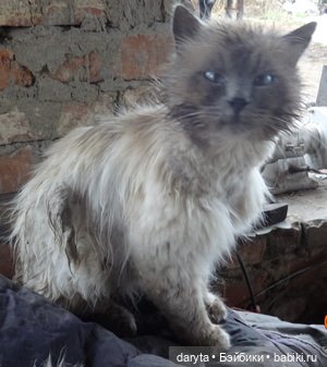 Корову не увидел — Болталка и разговоры обо всем: жизнь