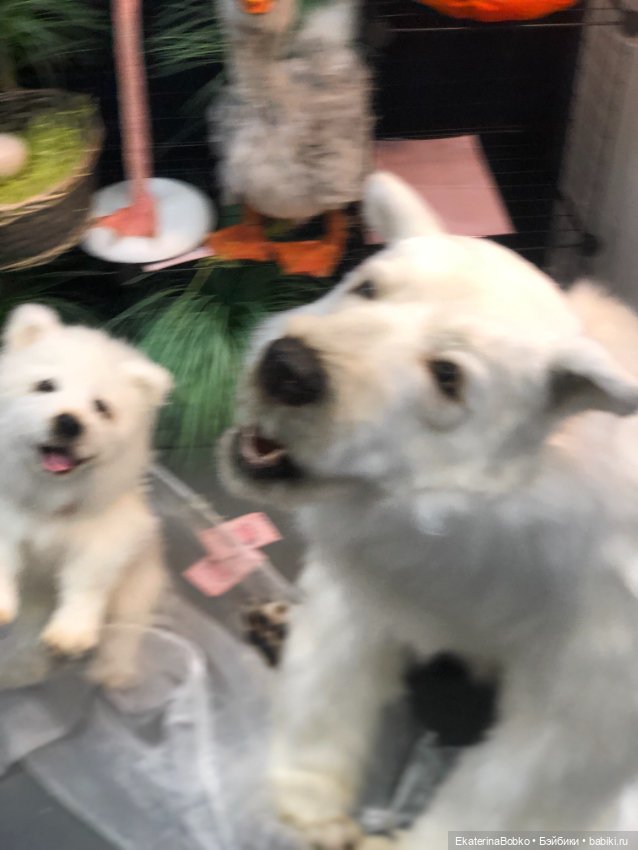 «Салон кукол» на Тишинке, 2020г (фото 7)