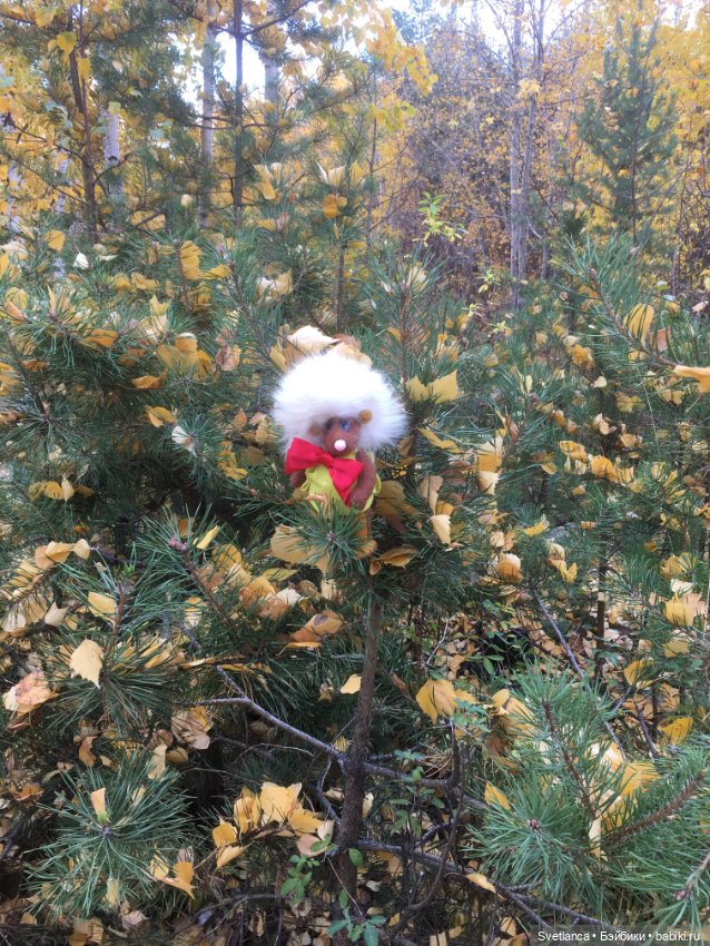 Волшебные краски осеннего леса