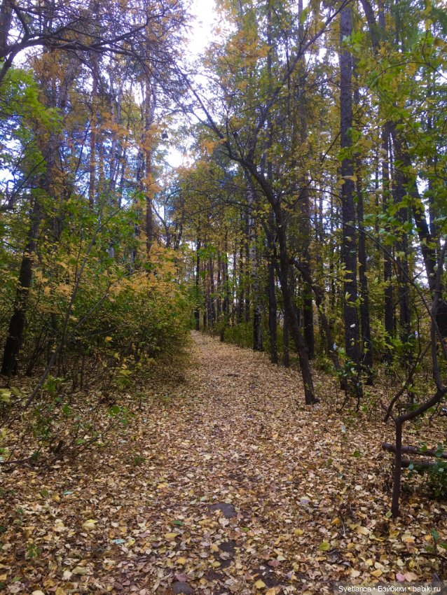 Волшебные краски осеннего леса