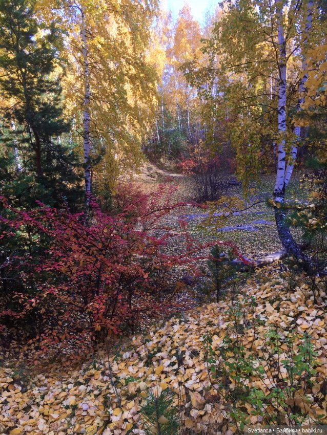 Волшебные краски осеннего леса