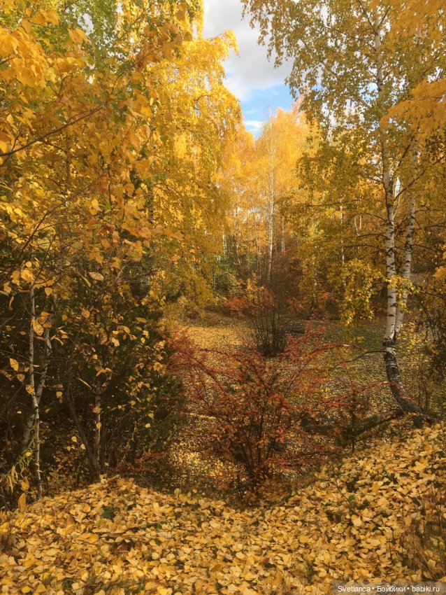 Волшебные краски осеннего леса (фото 6)