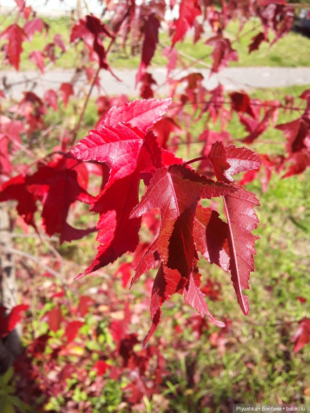 Краски осени для Лили — Фэшн (фото 10)