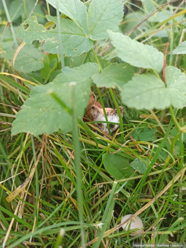Бабе Нюре долго унывать некогда вся в делах (фото 10)