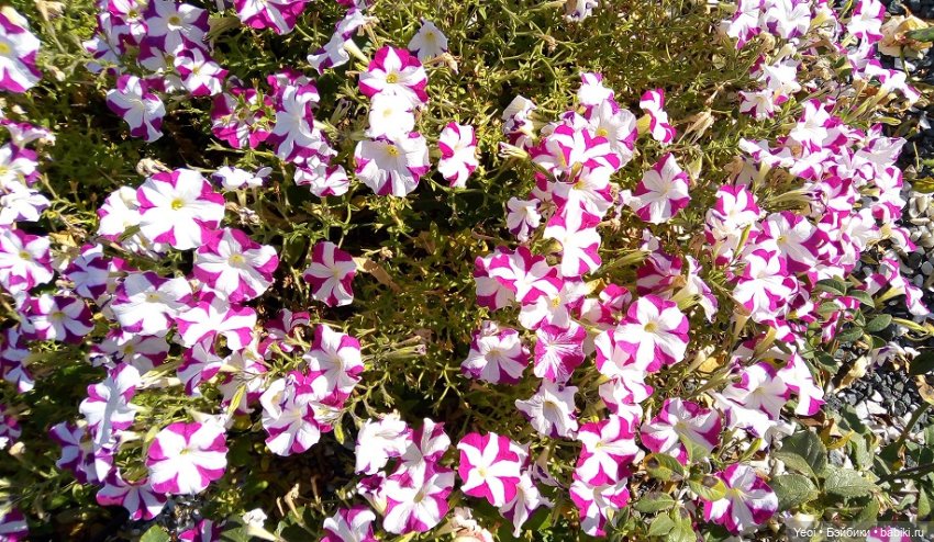 Прогулка в парке, солнечный денек