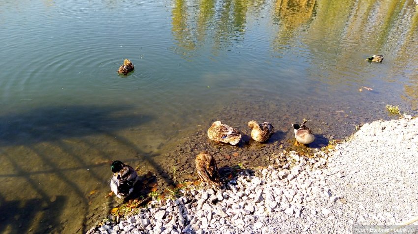 Прогулка в парке, солнечный денек (фото 5)