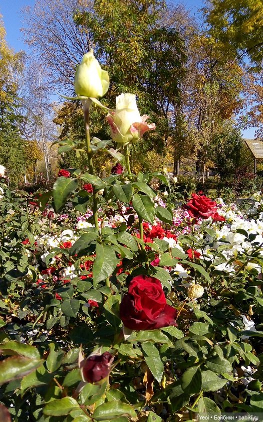 Прогулка в парке, солнечный денек