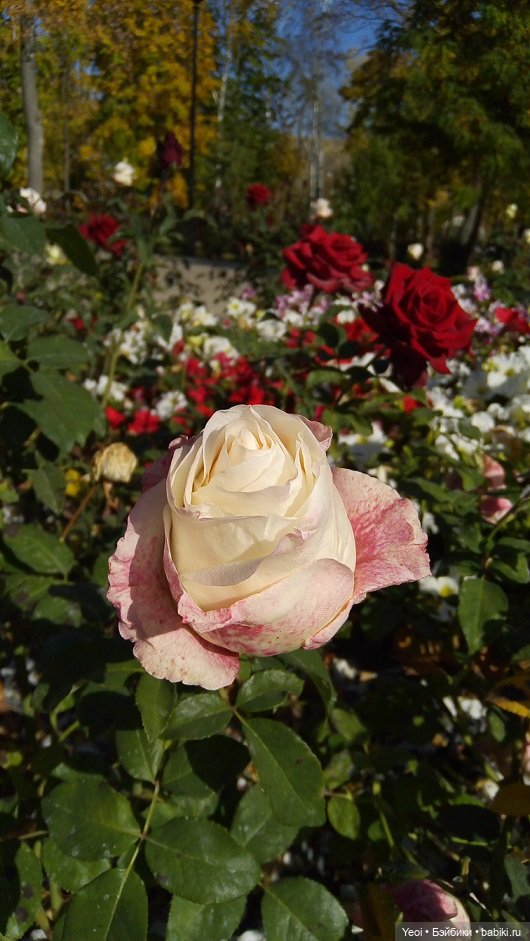 Прогулка в парке, солнечный денек