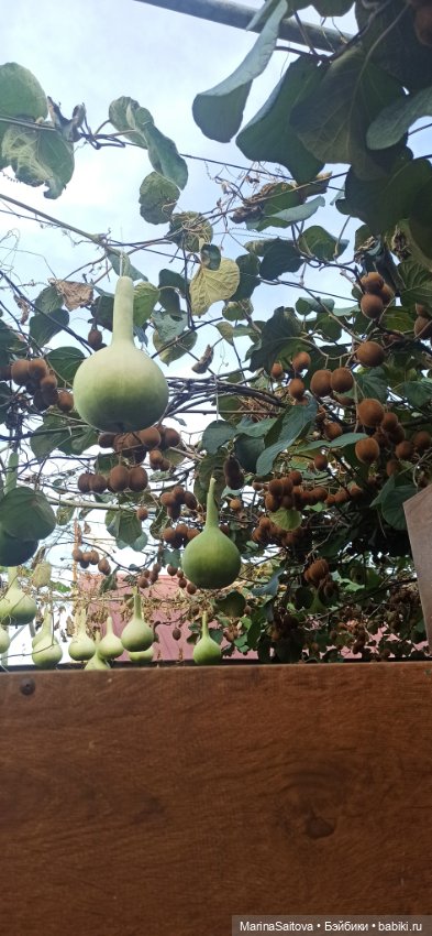 Осень. Море. Сашка — Куклы Sasha Morgenthaler (Саша Моргенталер): Trendon