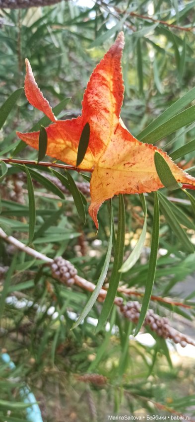 Воспоминания о юге — Куклы Sasha Morgenthaler (Саша Моргенталер): Trendon