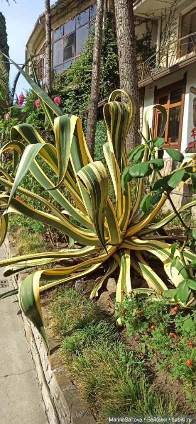 Осень. Море. Сашка — Куклы Sasha Morgenthaler (Саша Моргенталер): Trendon (фото 8)