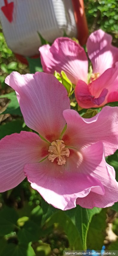 Осень. Море. Сашка — Куклы Sasha Morgenthaler (Саша Моргенталер): Trendon