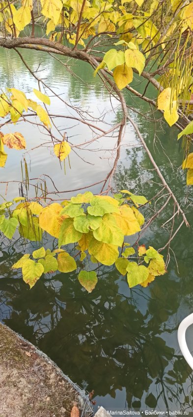 Воспоминания о юге — Куклы Sasha Morgenthaler (Саша Моргенталер): Trendon