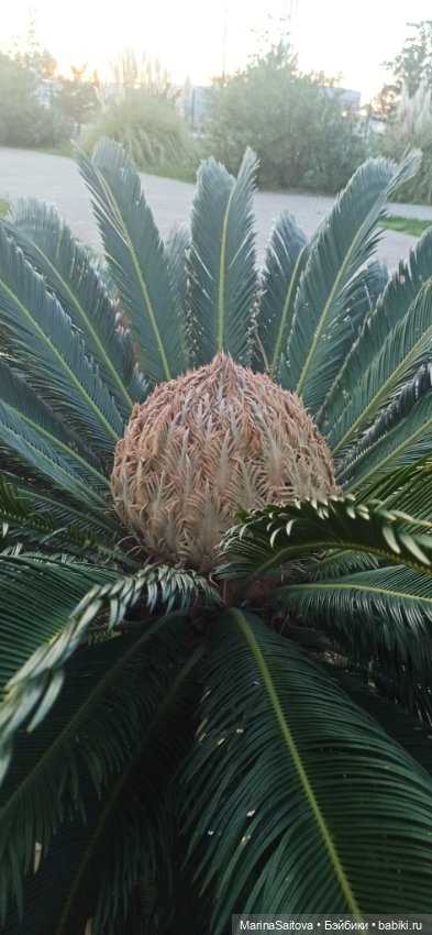 Осень. Море. Сашка — Куклы Sasha Morgenthaler (Саша Моргенталер): Trendon