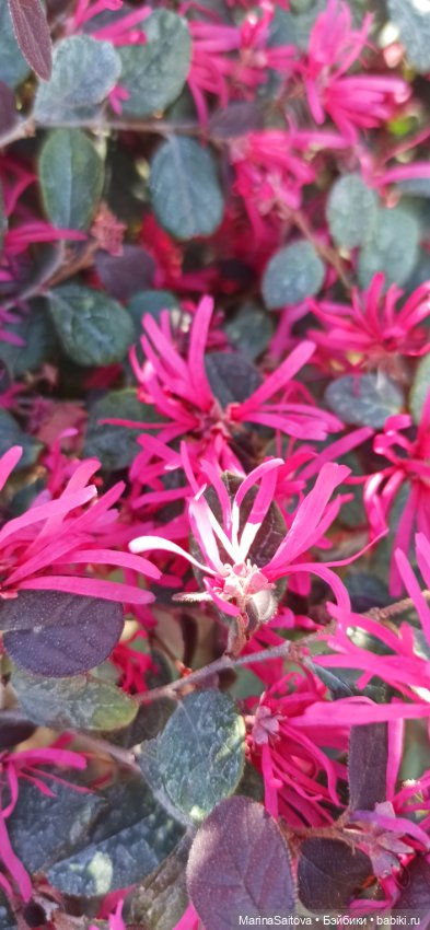 Осень. Море. Сашка — Куклы Sasha Morgenthaler (Саша Моргенталер): Trendon (фото 10)