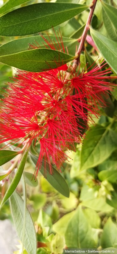 Осень. Море. Сашка — Куклы Sasha Morgenthaler (Саша Моргенталер): Trendon (фото 7)