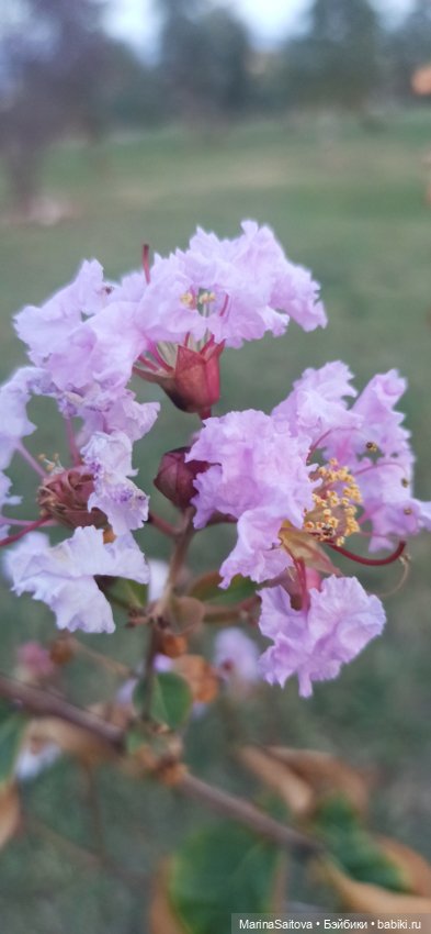 Осень. Море. Сашка — Куклы Sasha Morgenthaler (Саша Моргенталер): Trendon