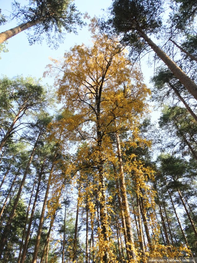 Прогулка милой Тейлор — Куклы Only Hearts Club (Хартсинки): мягконабивные (фото 4)