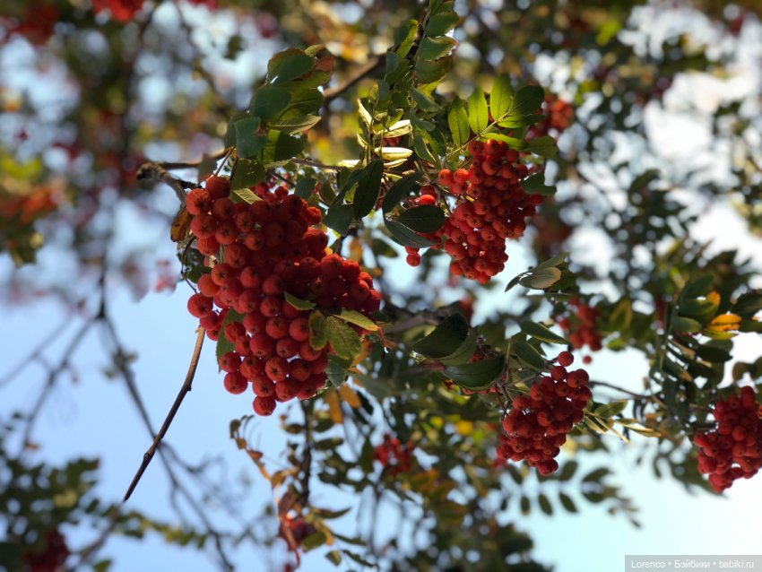 Краски осени — Красивая природа и цветы: фото пейзажей (фото 4)