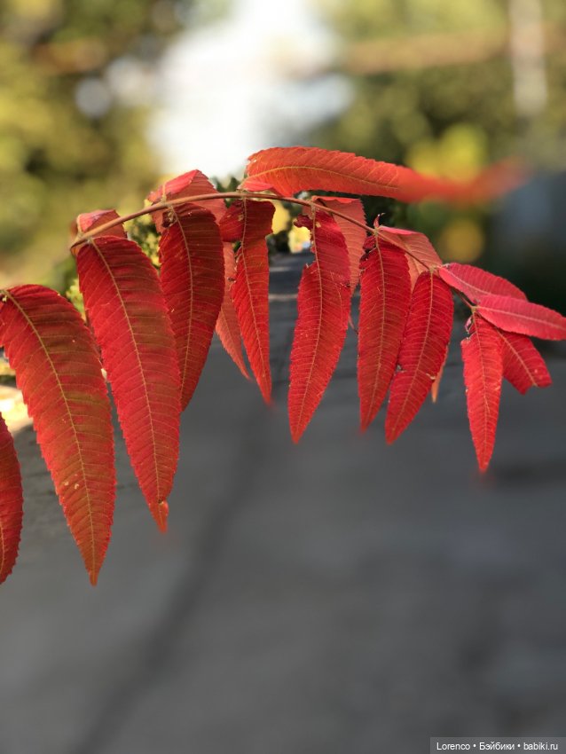 Краски осени — Красивая природа и цветы: фото пейзажей