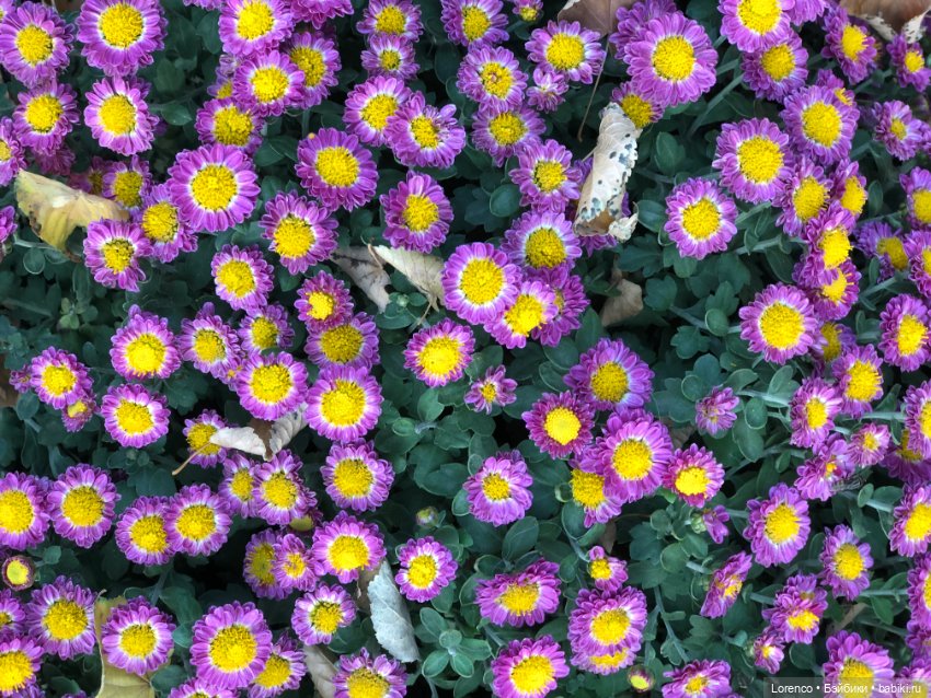 Краски осени — Красивая природа и цветы: фото пейзажей (фото 10)