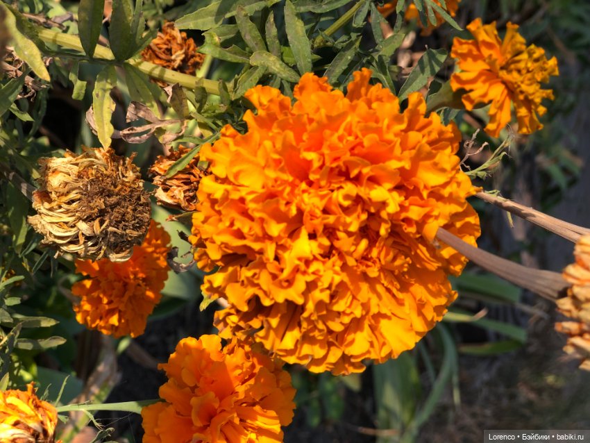 Краски осени — Красивая природа и цветы: фото пейзажей