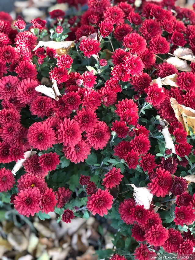 Краски осени — Красивая природа и цветы: фото пейзажей