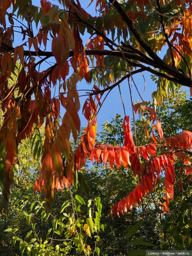 Краски осени — Красивая природа и цветы: фото пейзажей