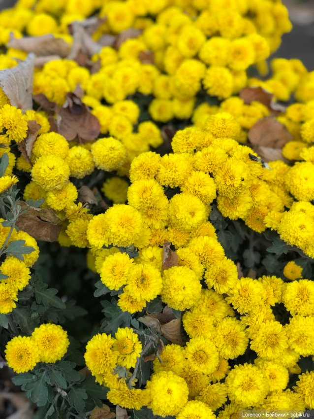 Краски осени — Красивая природа и цветы: фото пейзажей