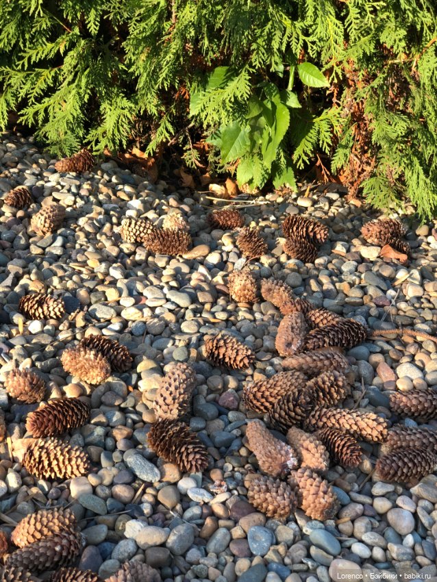 Краски осени — Красивая природа и цветы: фото пейзажей