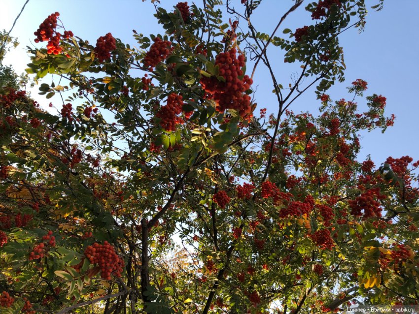 Краски осени — Красивая природа и цветы: фото пейзажей (фото 5)