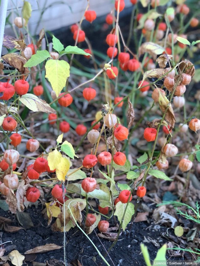 Краски осени — Красивая природа и цветы: фото пейзажей