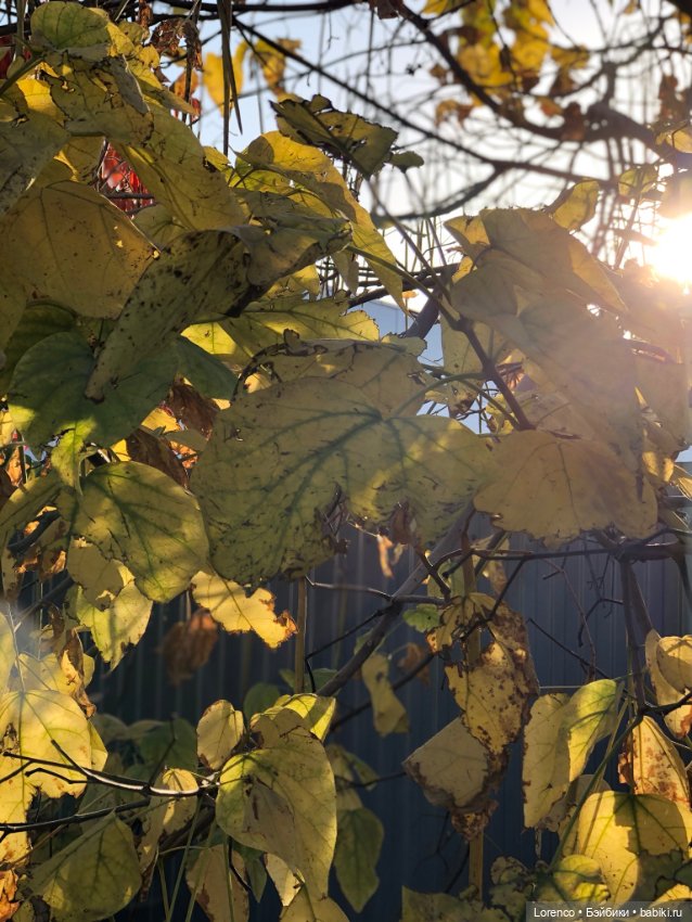 Краски осени — Красивая природа и цветы: фото пейзажей