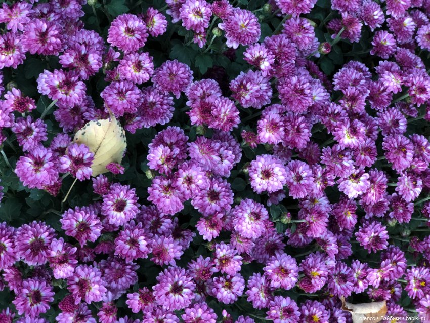 Краски осени — Красивая природа и цветы: фото пейзажей (фото 9)