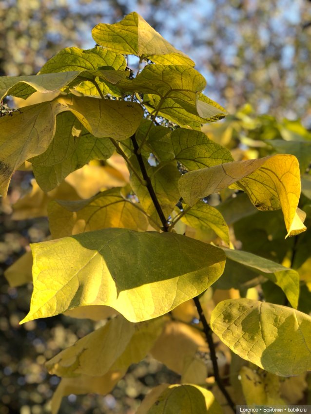 Краски осени — Красивая природа и цветы: фото пейзажей