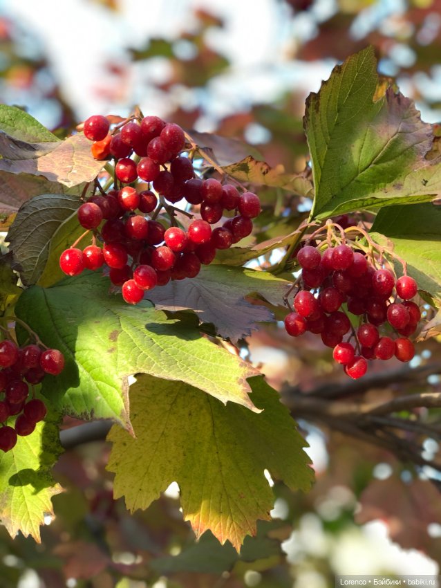 Краски осени — Красивая природа и цветы: фото пейзажей