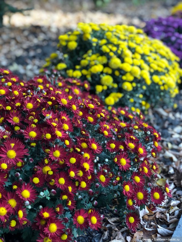 Краски осени — Красивая природа и цветы: фото пейзажей (фото 6)