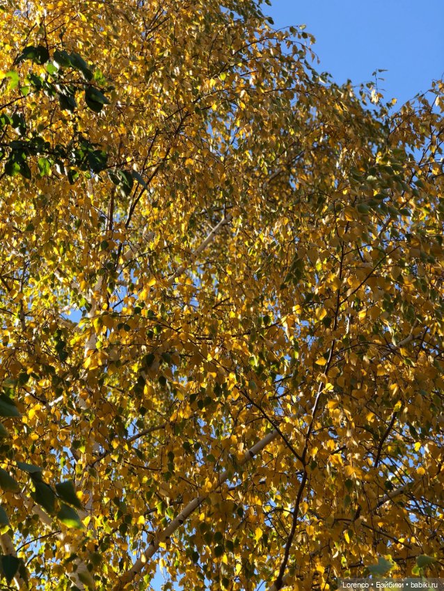 Краски осени — Красивая природа и цветы: фото пейзажей