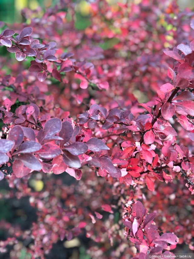 Краски осени — Красивая природа и цветы: фото пейзажей