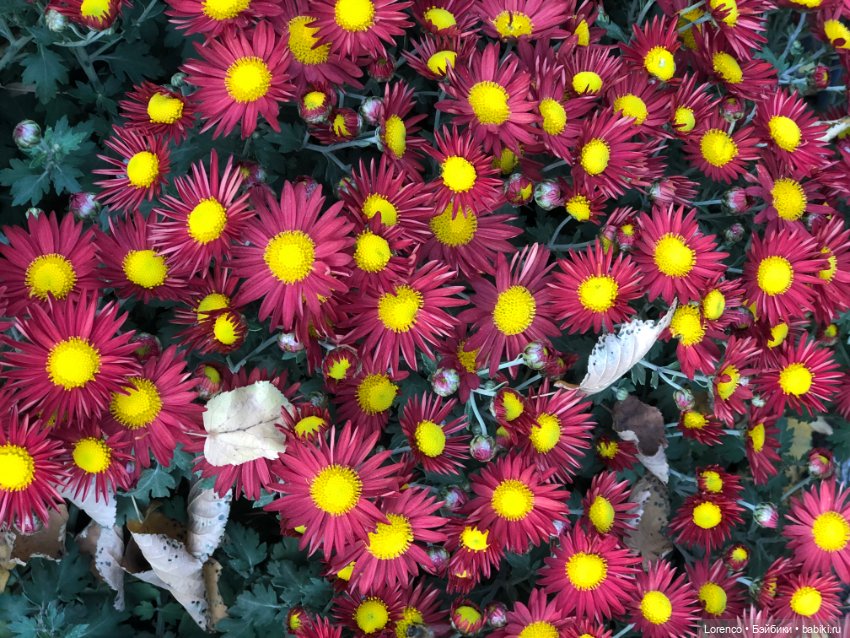 Краски осени — Красивая природа и цветы: фото пейзажей (фото 8)