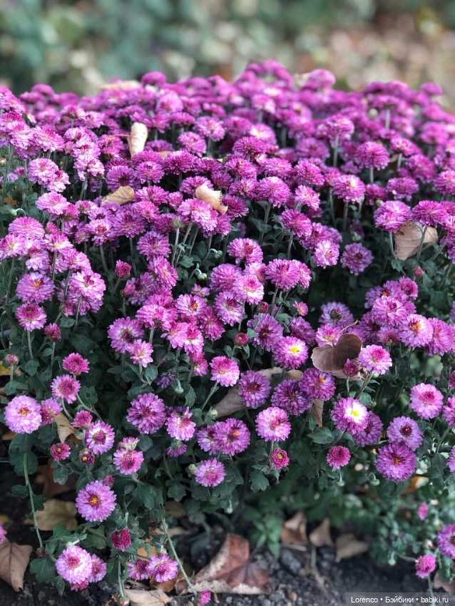 Краски осени — Красивая природа и цветы: фото пейзажей