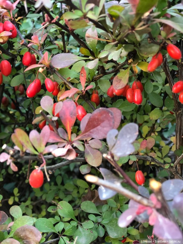 Краски осени — Красивая природа и цветы: фото пейзажей (фото 3)