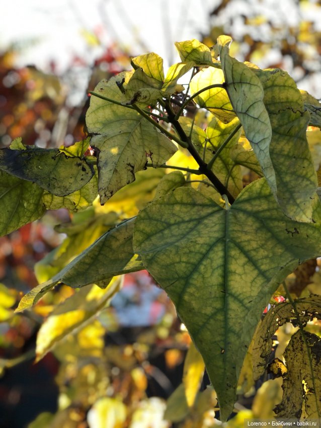 Краски осени — Красивая природа и цветы: фото пейзажей