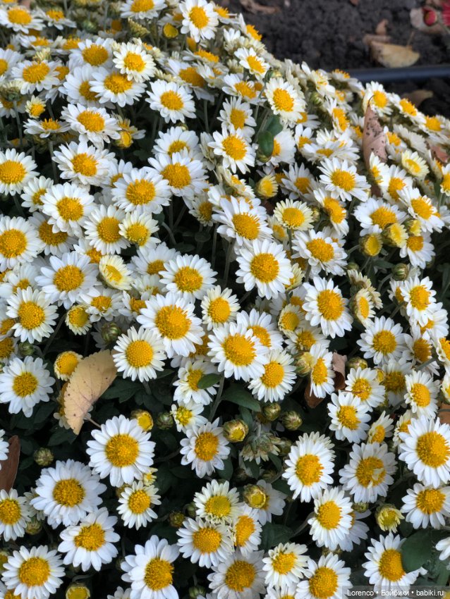 Краски осени — Красивая природа и цветы: фото пейзажей (фото 7)