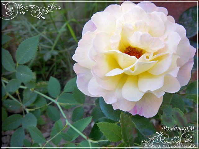 Вспоминая летние деньки — Куклы Iplehouse (Иплхаус): BJD (БЖД) (фото 2)