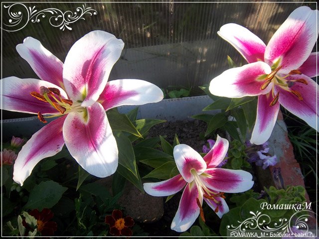 Вспоминая летние деньки — Куклы Iplehouse (Иплхаус): BJD (БЖД) (фото 6)