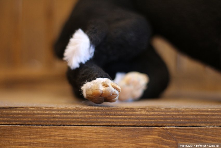 Испанский гальго — Игрушки в смешанной технике (мех и глина): Арт (фото 2)